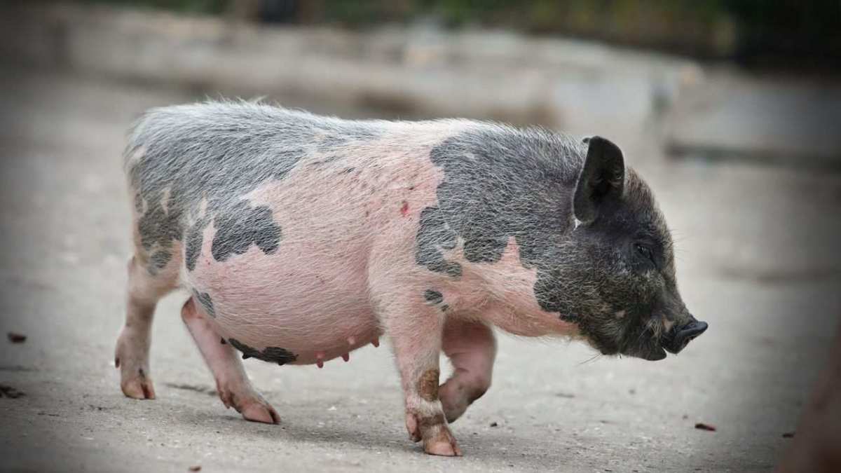Best Treats for a Potbellied Pig Howcast