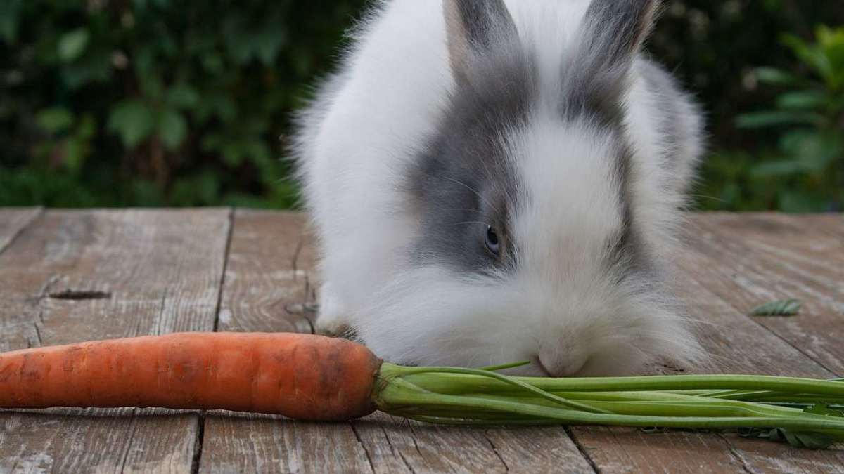 Which Rabbit Breeds Make the Best Pets? Howcast