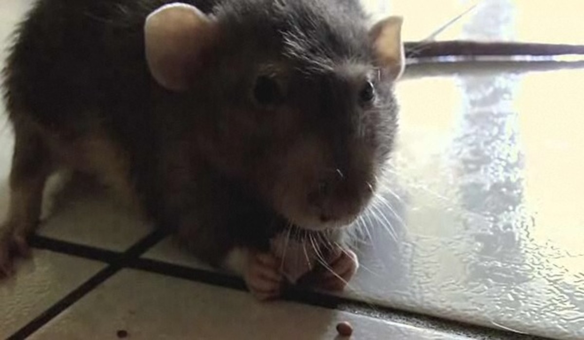 How to Teach Rats Tricks Howcast