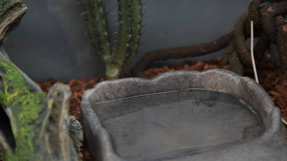 How Much Water Does a Snake Need? Howcast