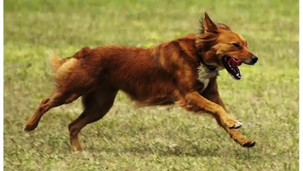 how to find out what breeds your mutt is
