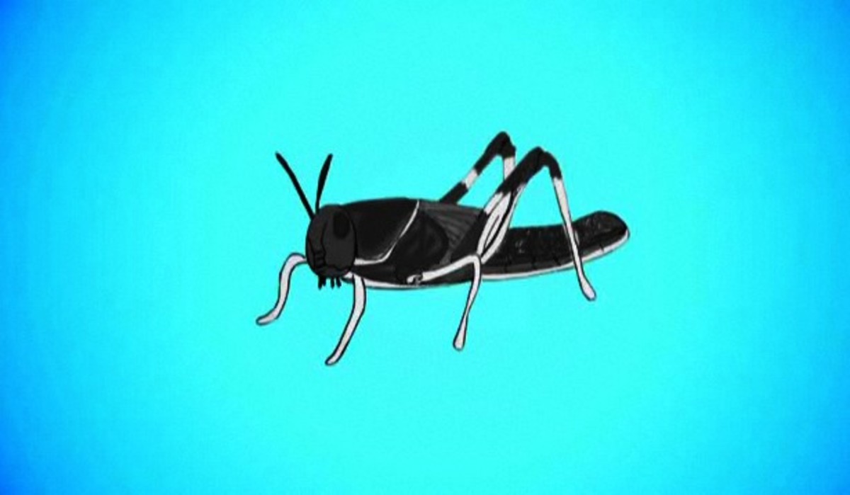 How to Survive a Locust Attack Howcast