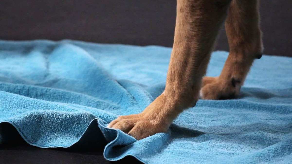 How to Teach Your Dog to Wipe His Feet, Part 1 Howcast