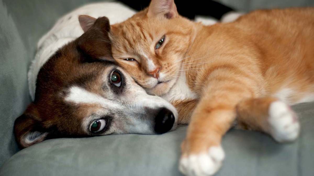 Do Cats Get Along with Other Pets? Howcast