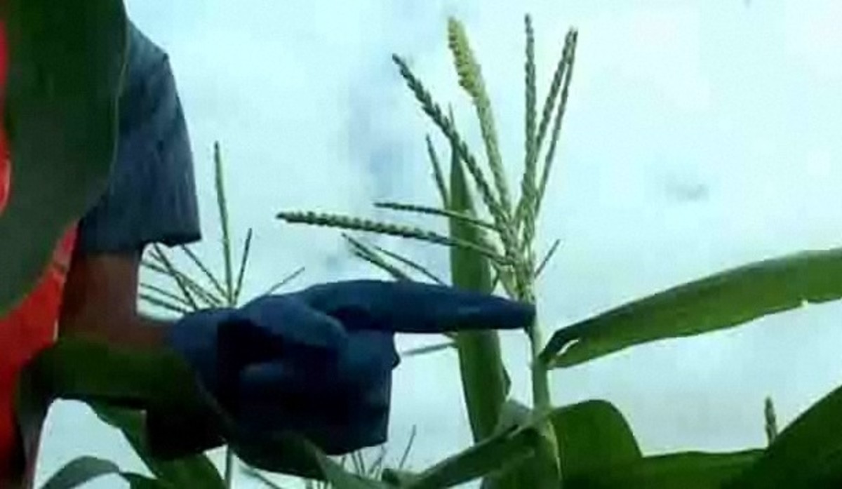 How to Detassel Corn Howcast