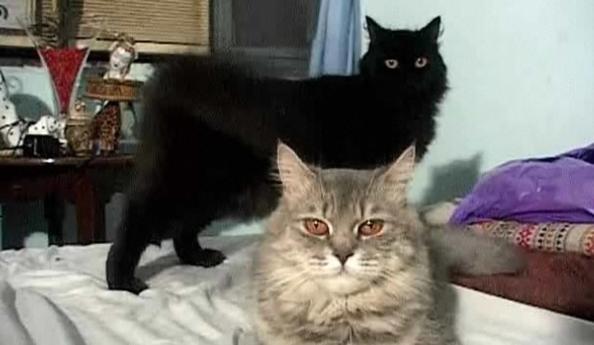 How to Get Two Cats to Get Along Howcast
