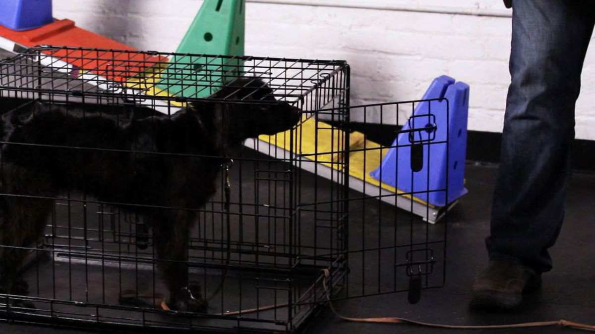 How to Teach Your Dog to Go to His Crate Howcast