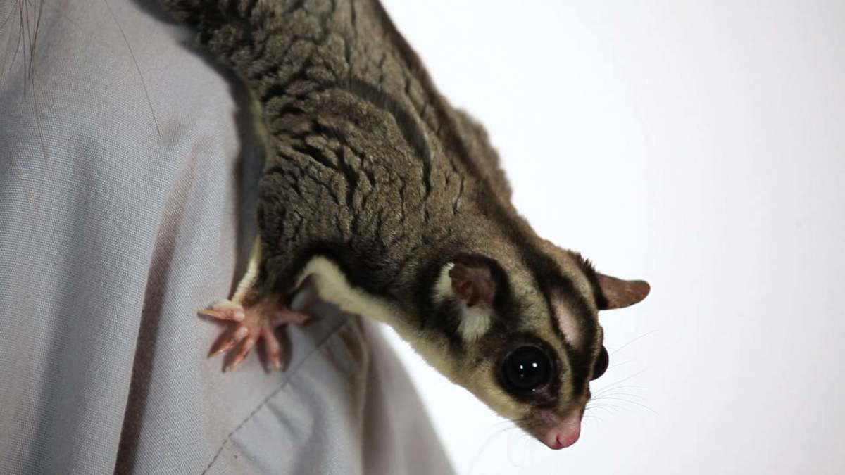 How Much Does a Sugar Glider Cost? - Howcast