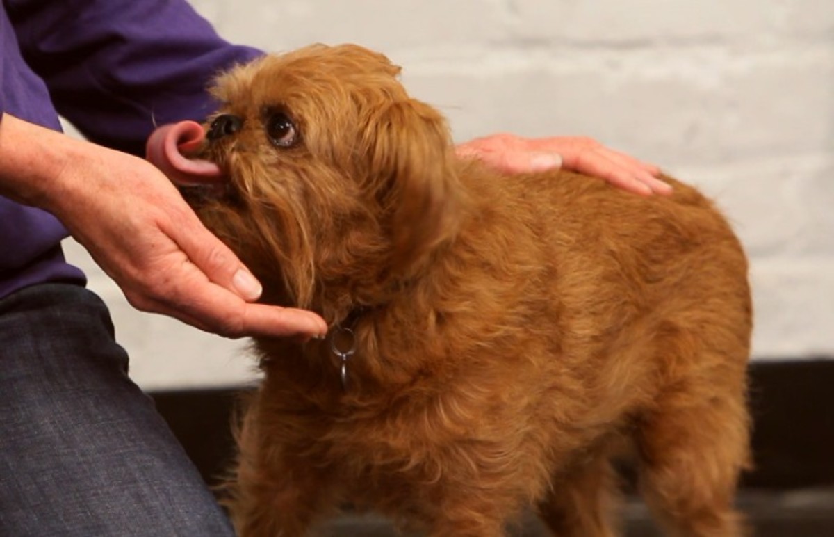 How to Teach Your Dog to Come Howcast