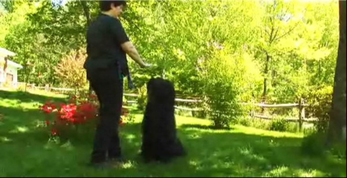 How to Teach Your Dog to Stay Howcast