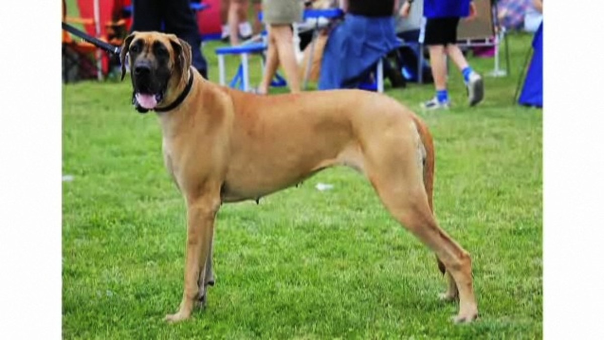 Pros & Cons of the Great Dane Breed Howcast