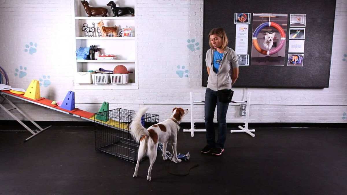 How to Teach Your Dog to Open a Door Howcast