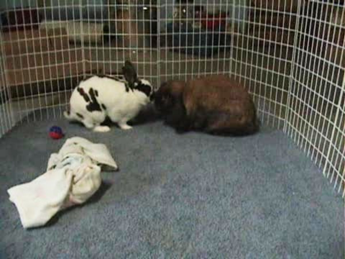 How to Get Two Rabbits to Friends Howcast