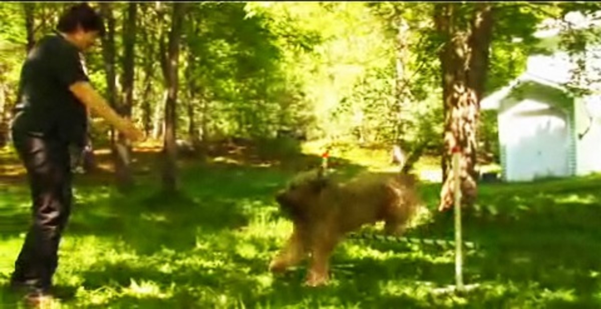 How to Teach Your Dog to Jump Howcast