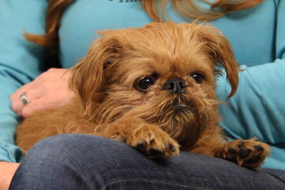 How to Make Your Dog Obedient Howcast