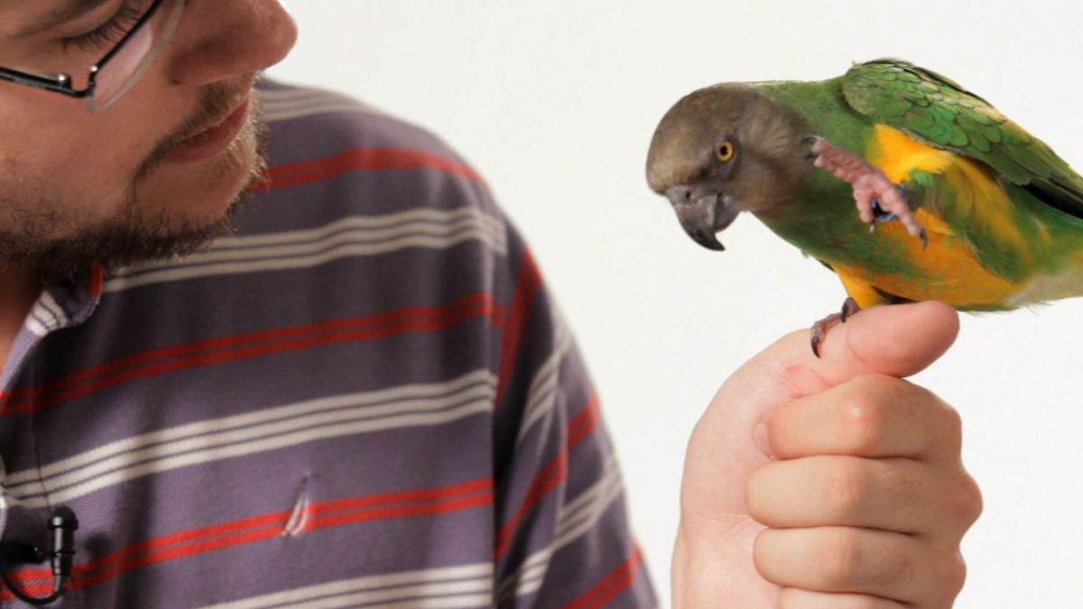how-to-teach-your-parrot-to-talk-howcast