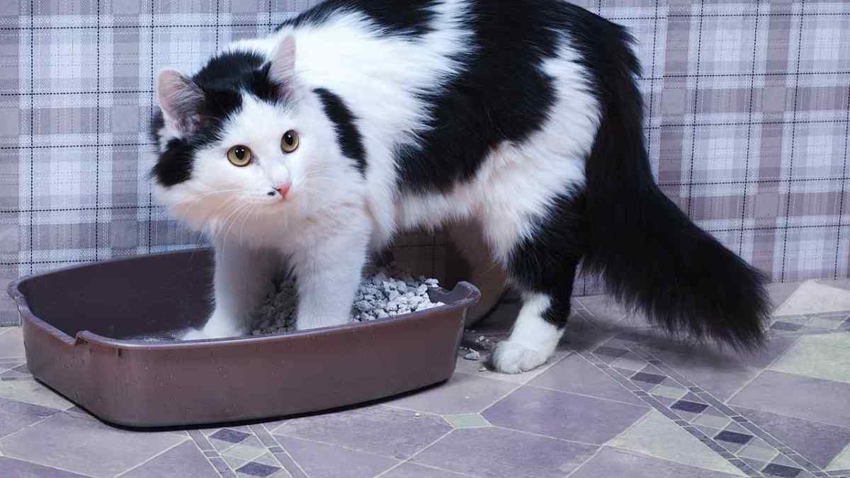 Why a Cat Suddenly Stops Using Its Litter Box Howcast