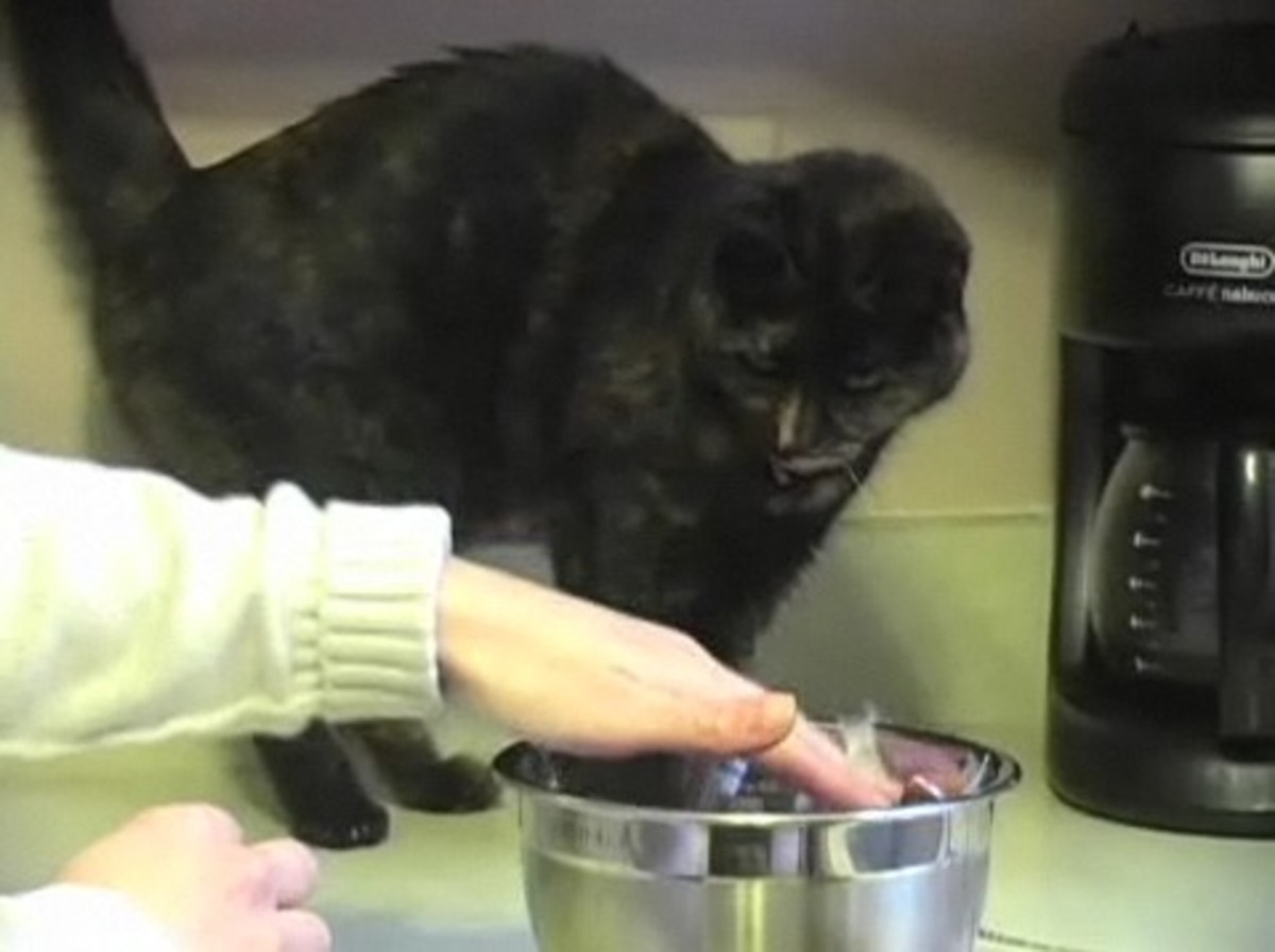 How to Make Your Own Kitty Litter Howcast