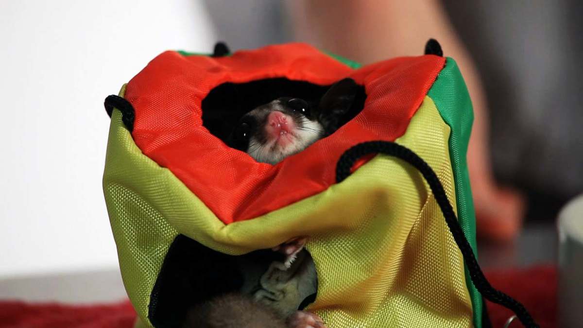 What Is a Sugar Glider Joey? Howcast