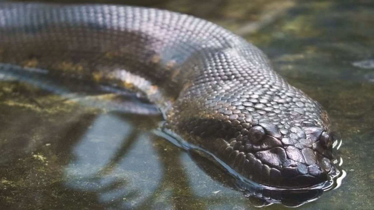 Fun Anaconda Facts Howcast