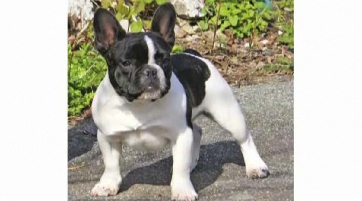 Pros & Cons of the French Bulldog Breed Howcast