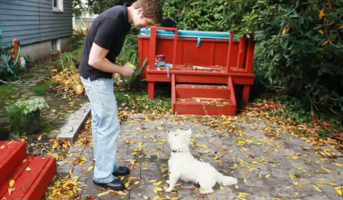 How to Use the Mirror Method of Dog Training Howcast