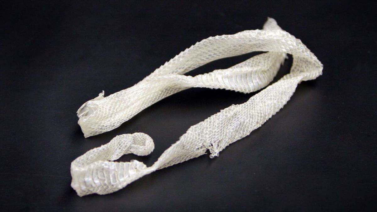 Why Snakes Shed Their Skin - Howcast | The best how-to videos