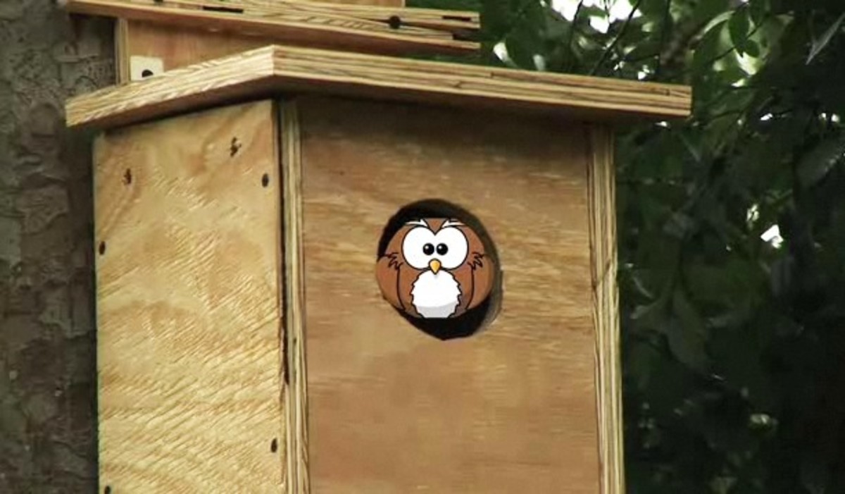 Build An Owl House