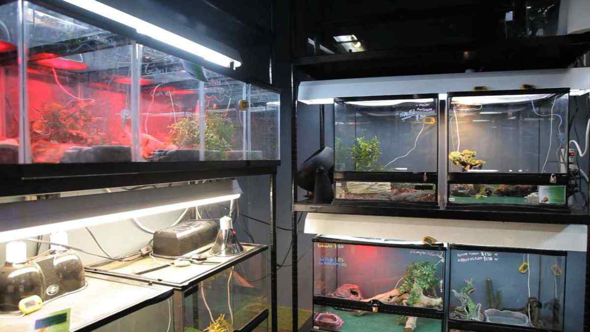 How to Light a Snake Tank Howcast