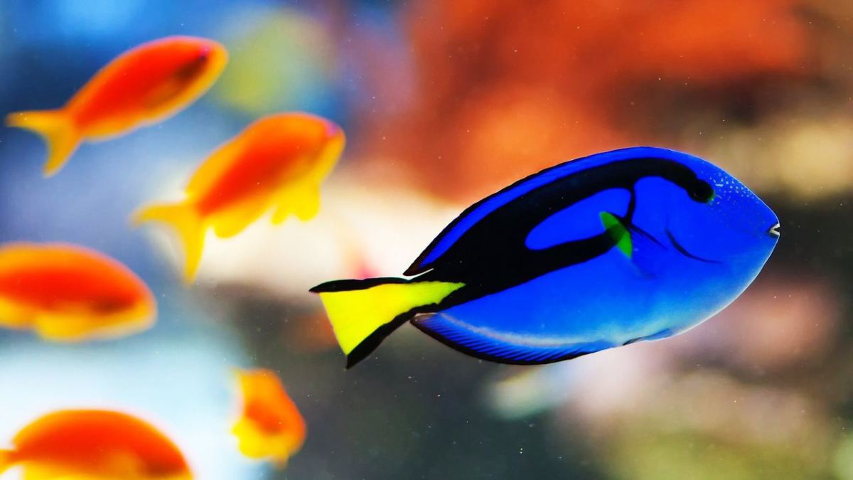 How Much Electricity Does a Large Fish Tank Use? - Howcast