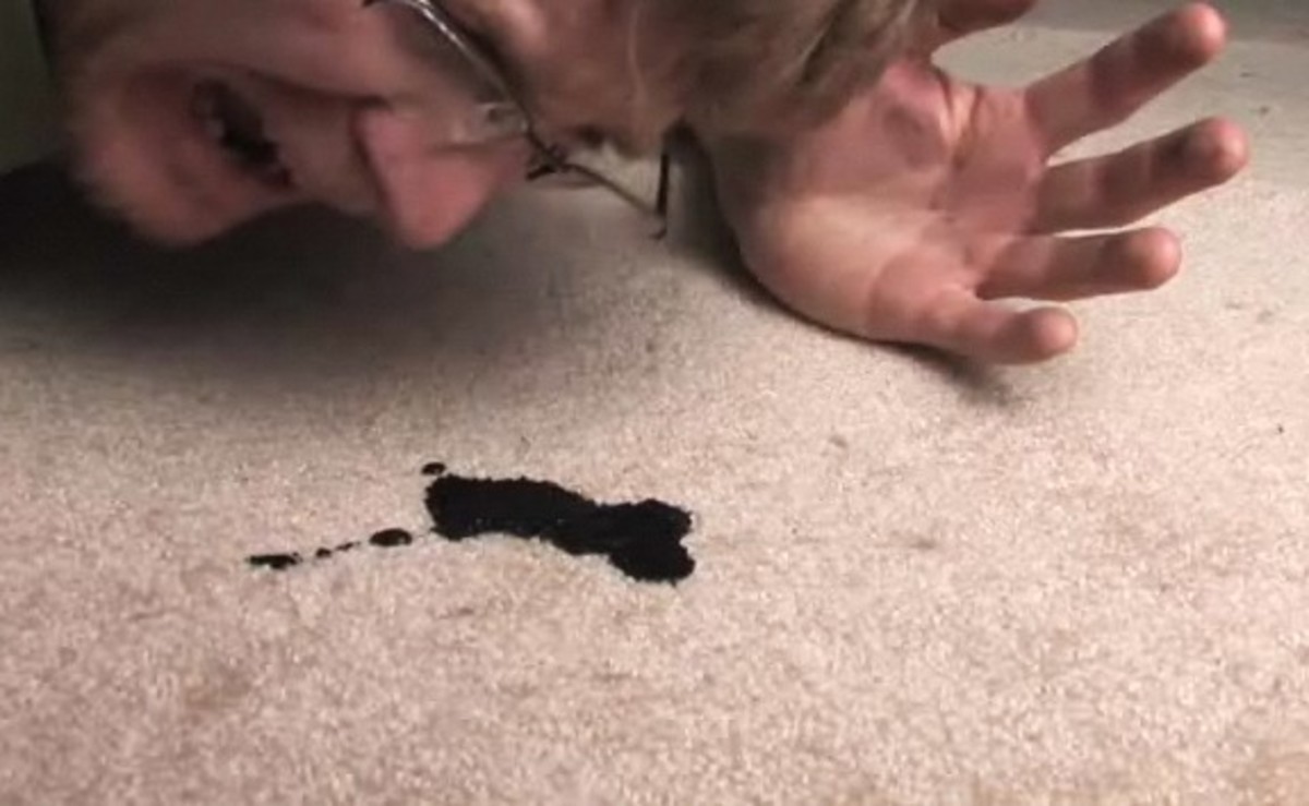 How to Remove Ink Stains from a Carpet Howcast