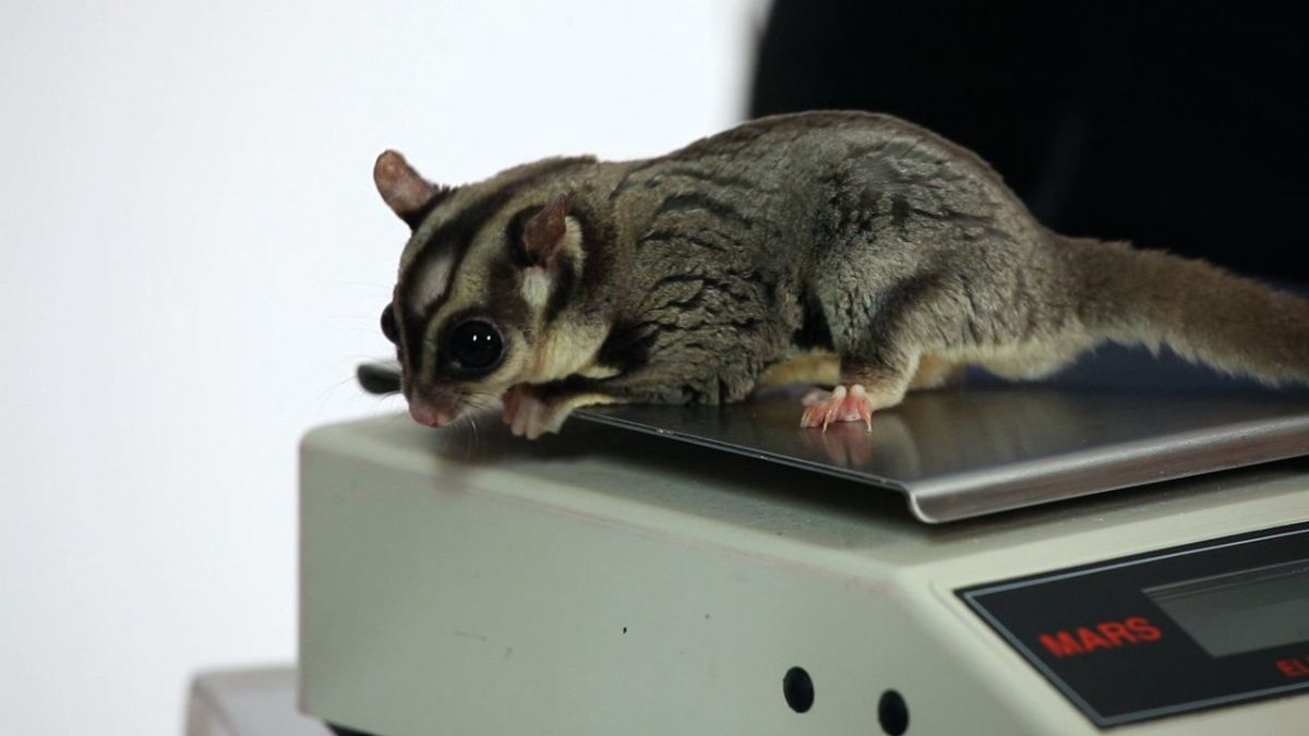 Male vs. Female Sugar Gliders - Howcast