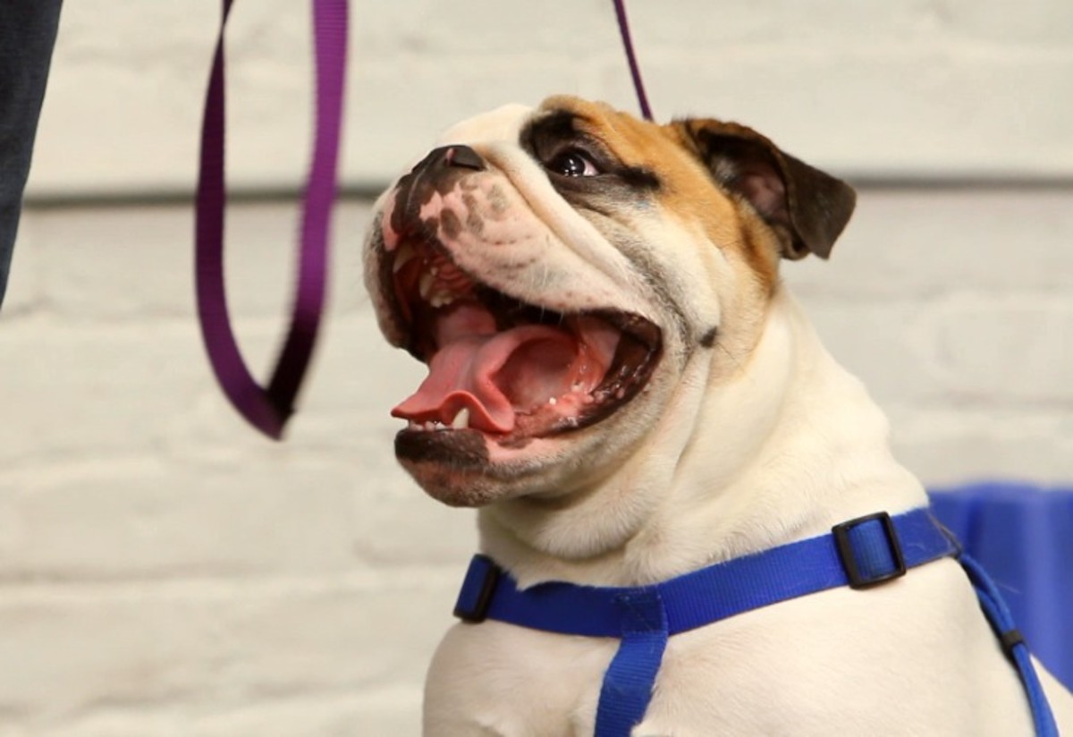 How to Quiet a Barking Dog Howcast