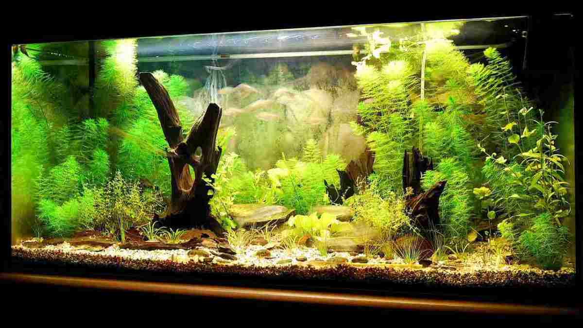 How to Set Up a Fish Tank Howcast