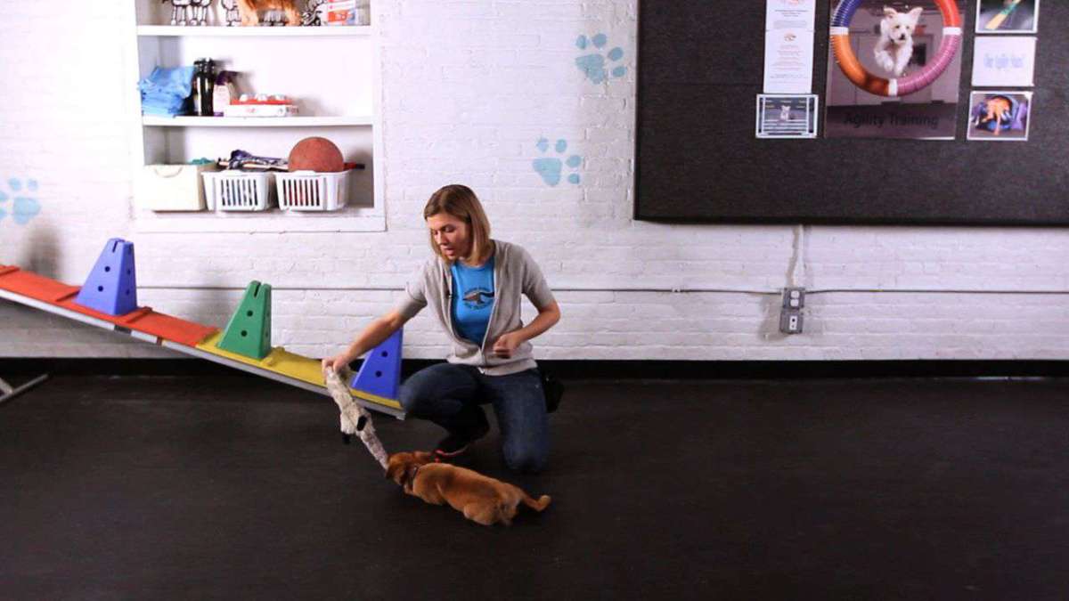 Cute Puppy Tricks Howcast