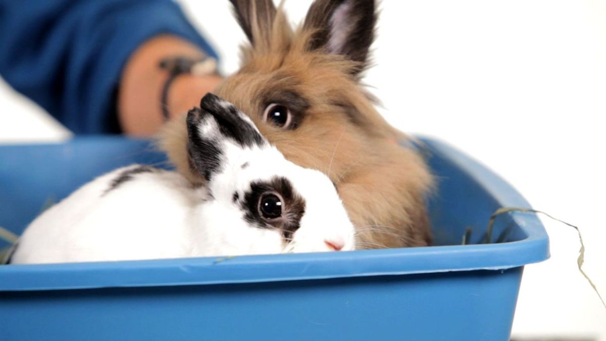 Should I Get a Friend for My Pet Rabbit? Howcast