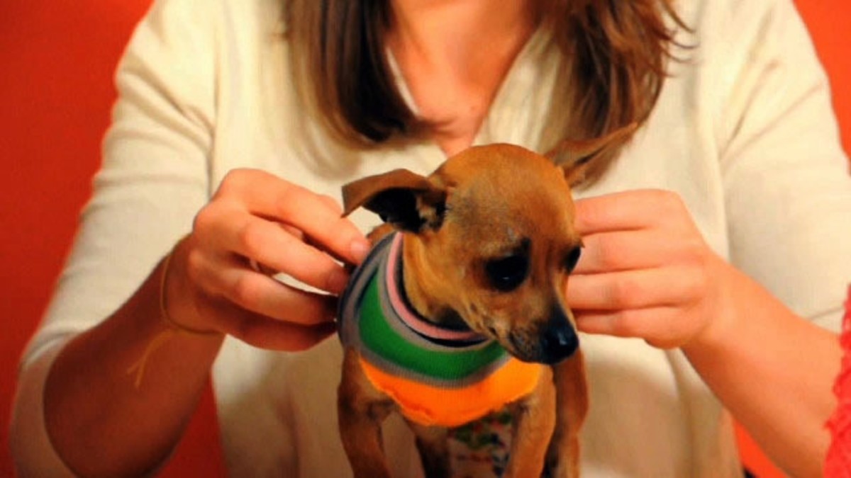 How to Turn a Large Sock into a Tiny Dog Sweater Howcast