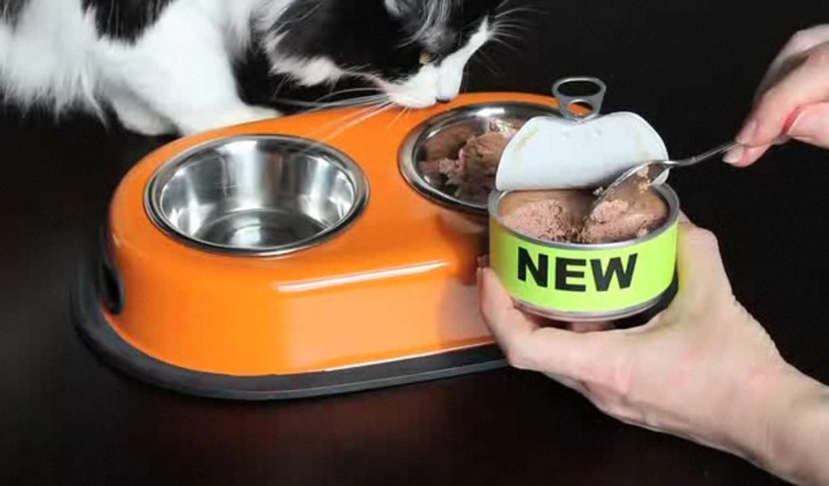 How to Convince a Cat to Eat New Food Howcast