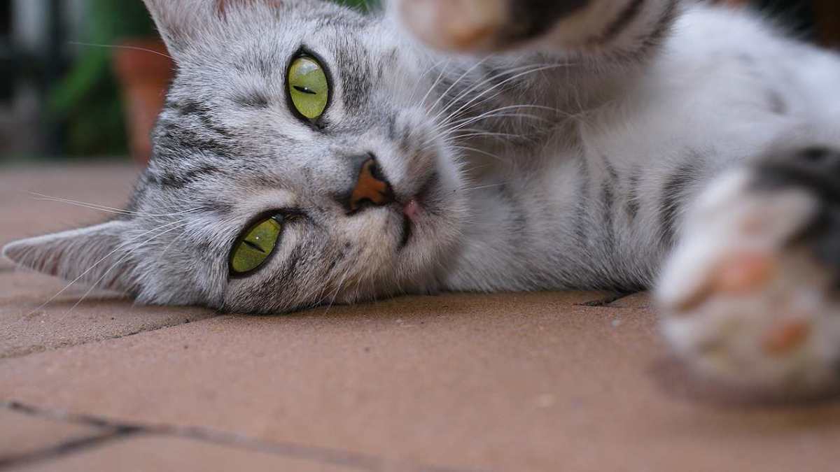 How to Play with Your Cat Howcast