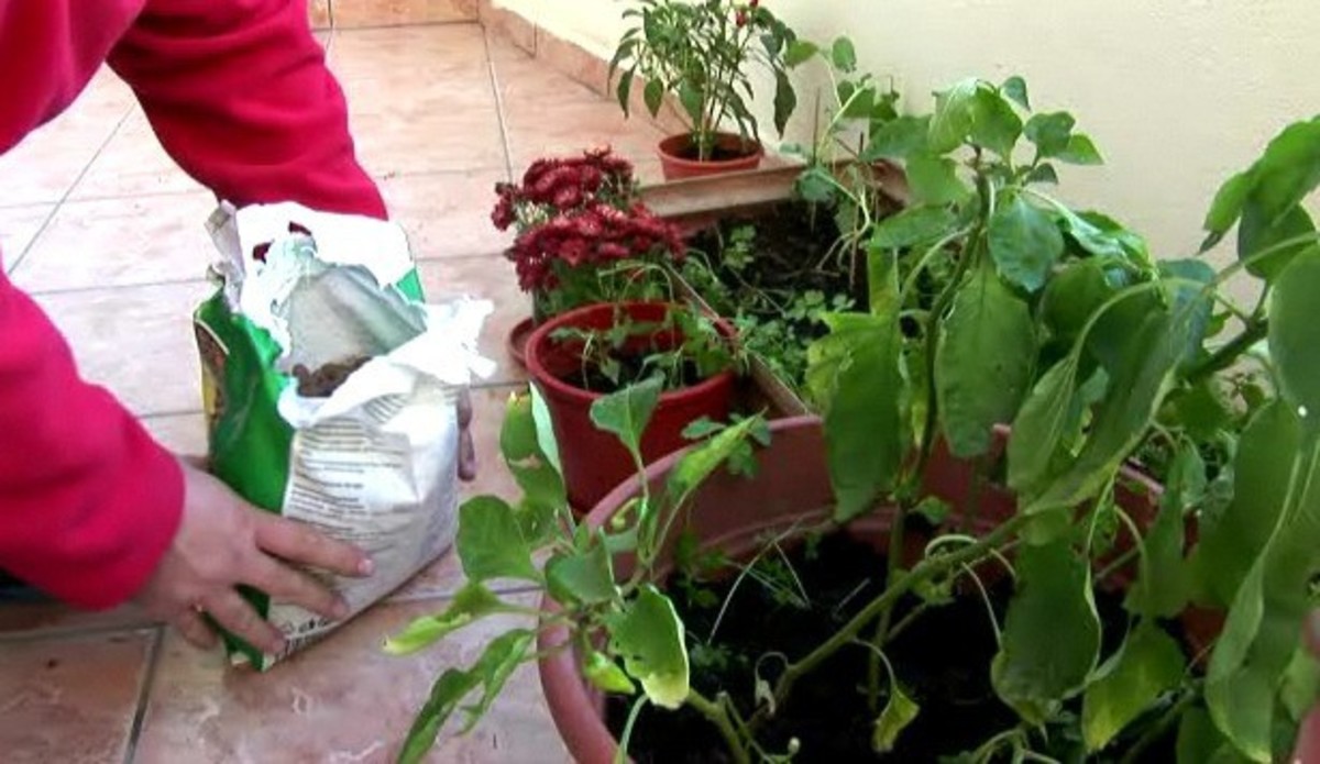 How to Practice Vegetable Container Gardening - Howcast
